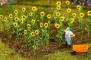 Faller Tournesols